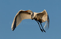 Herons Egrets & Cranes